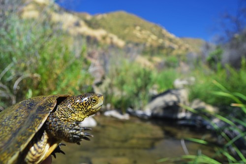 iNaturalist observation photo of Northwestern Pond Turtle