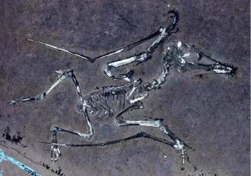 Fossilien zeigen ein Paar von Baby Pterosauriern in gewalttätigem Sturm. ‚
