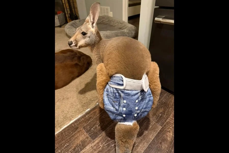 Kangaroo on the Loose in Wisconsin: Chesney Spotted in Denim Pants (Urgent Public Help Needed!) (2026)