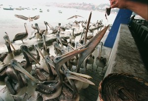 How bird poo can be thanked for the rise of a powerful ancient kingdom 