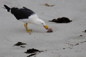 Australia confirms first H5N1 bird flu case in a mammal