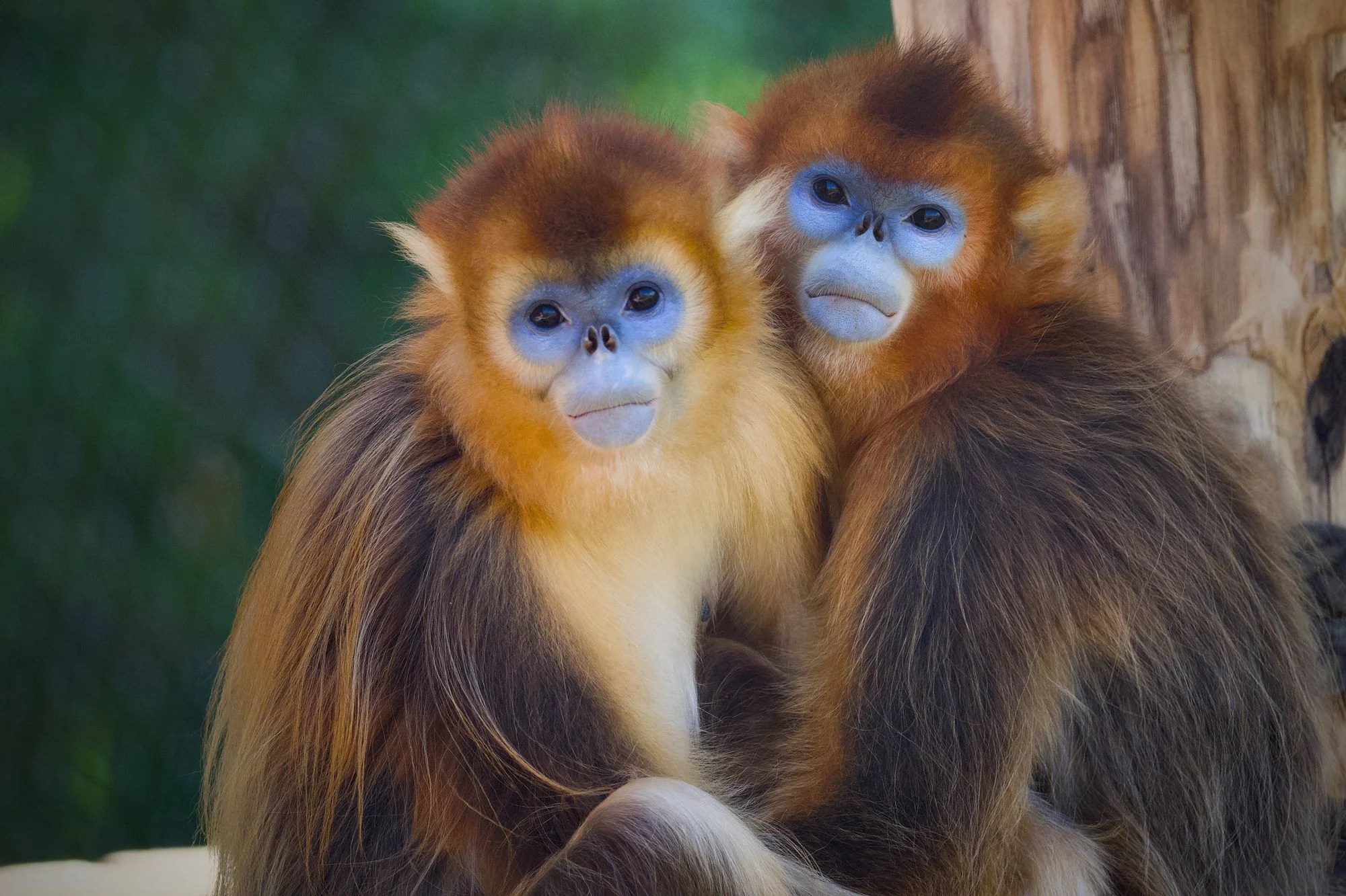 Preventing the Sixth Mass Extinction: The Role of Monkeys and Apes (2026)