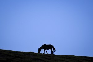Dartmoor ponies saved from culling risk after fears of extinction