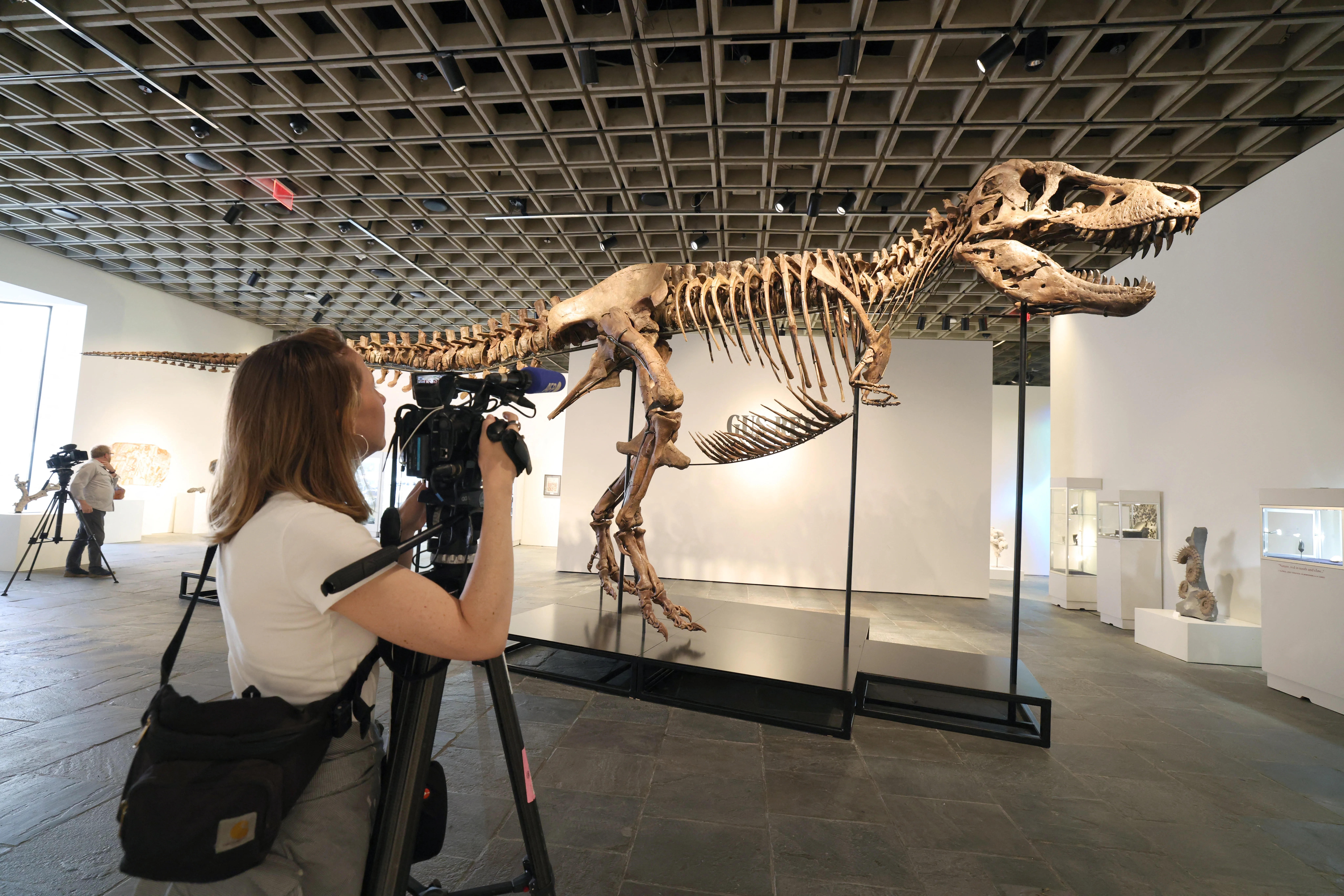 Why Are Dinosaurs So Expensive? The Fascination Behind Fossil Auctions (2026)