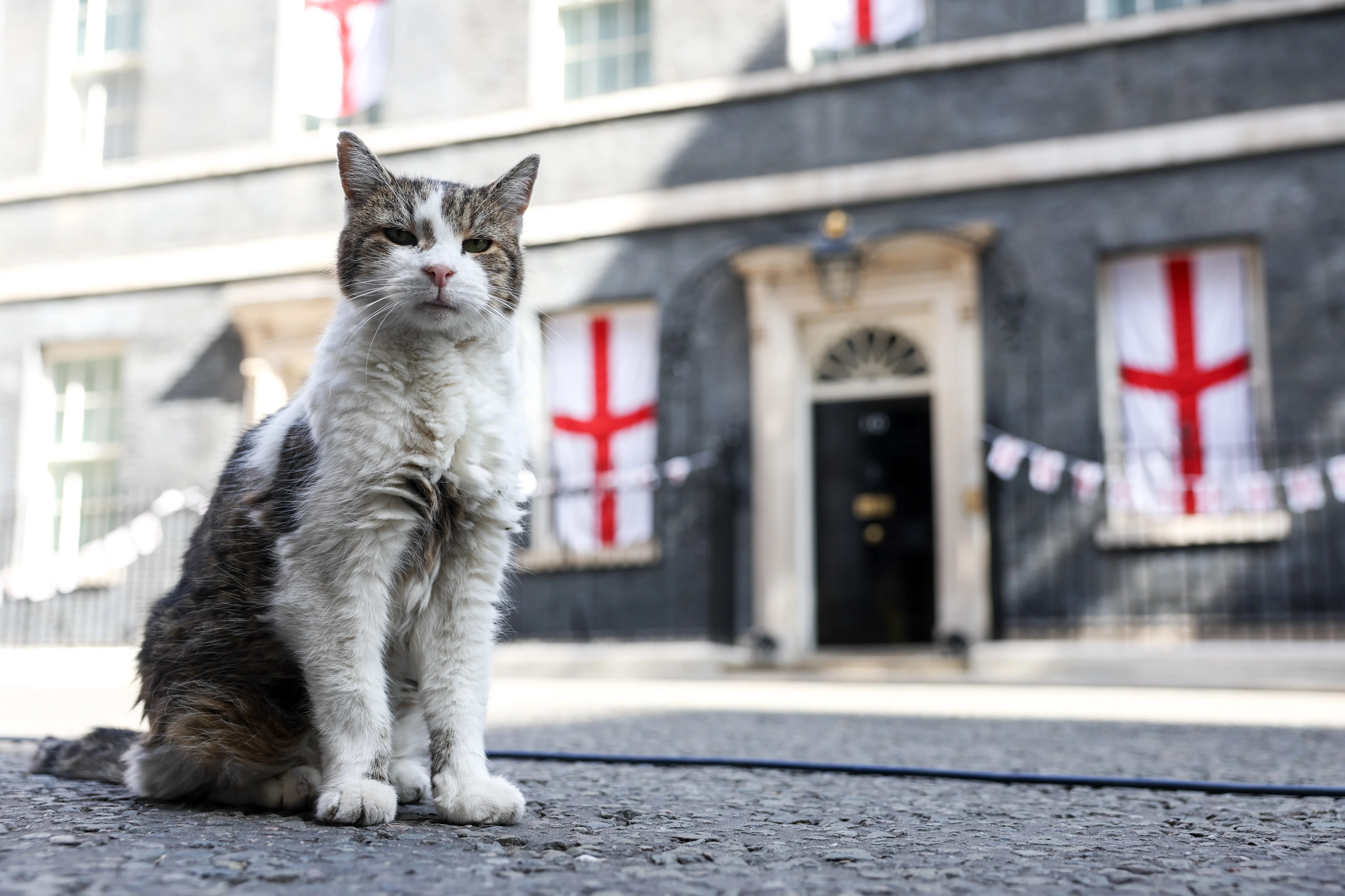 Larry the Cat: The Ultimate Downing Street Diplomat (2026)