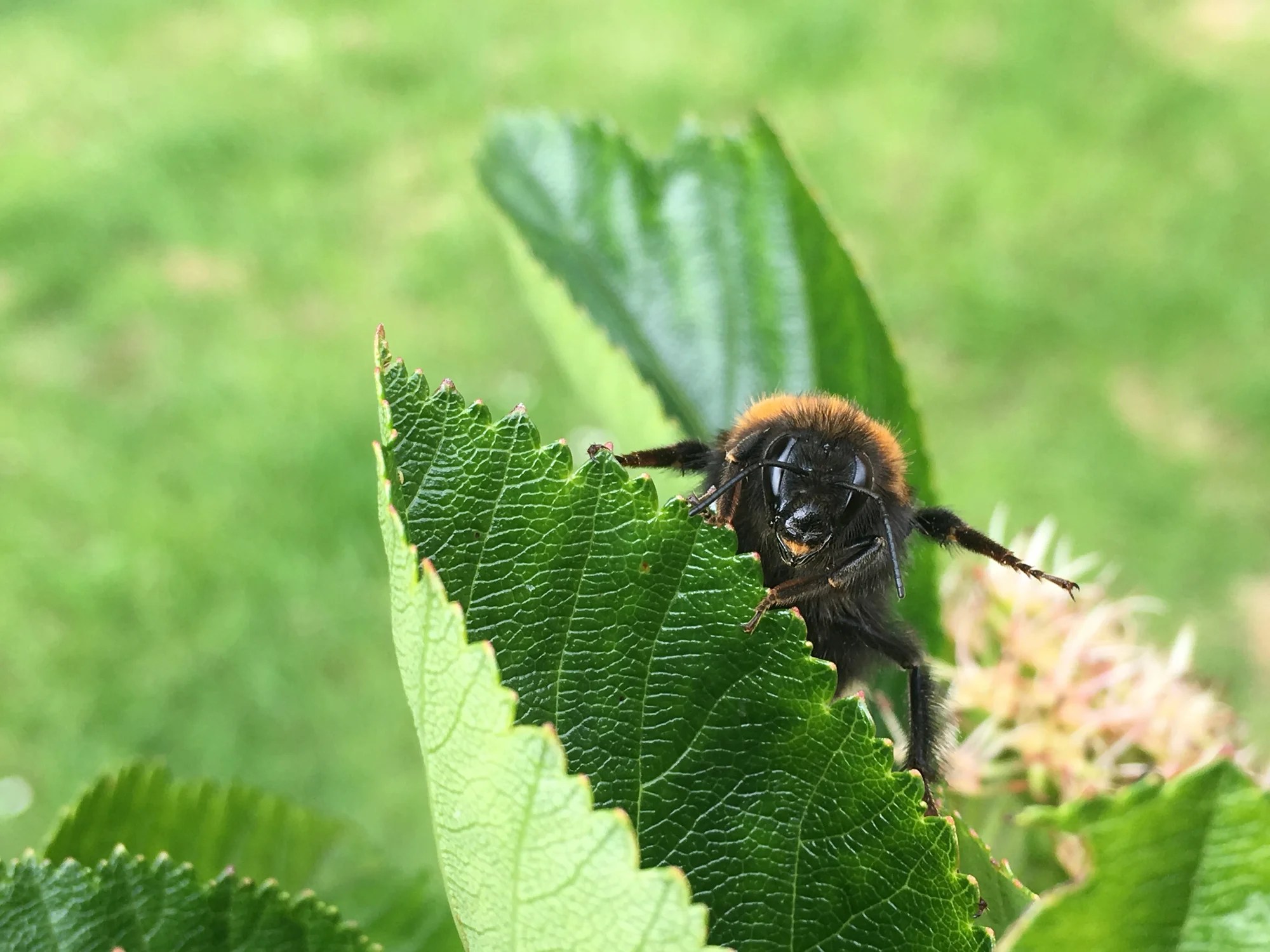 How Climate Change is Transforming the UK Countryside: Bumblebees, New Species & Dying Trees! (2026)