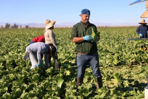 Why does lettuce make us sick so often?