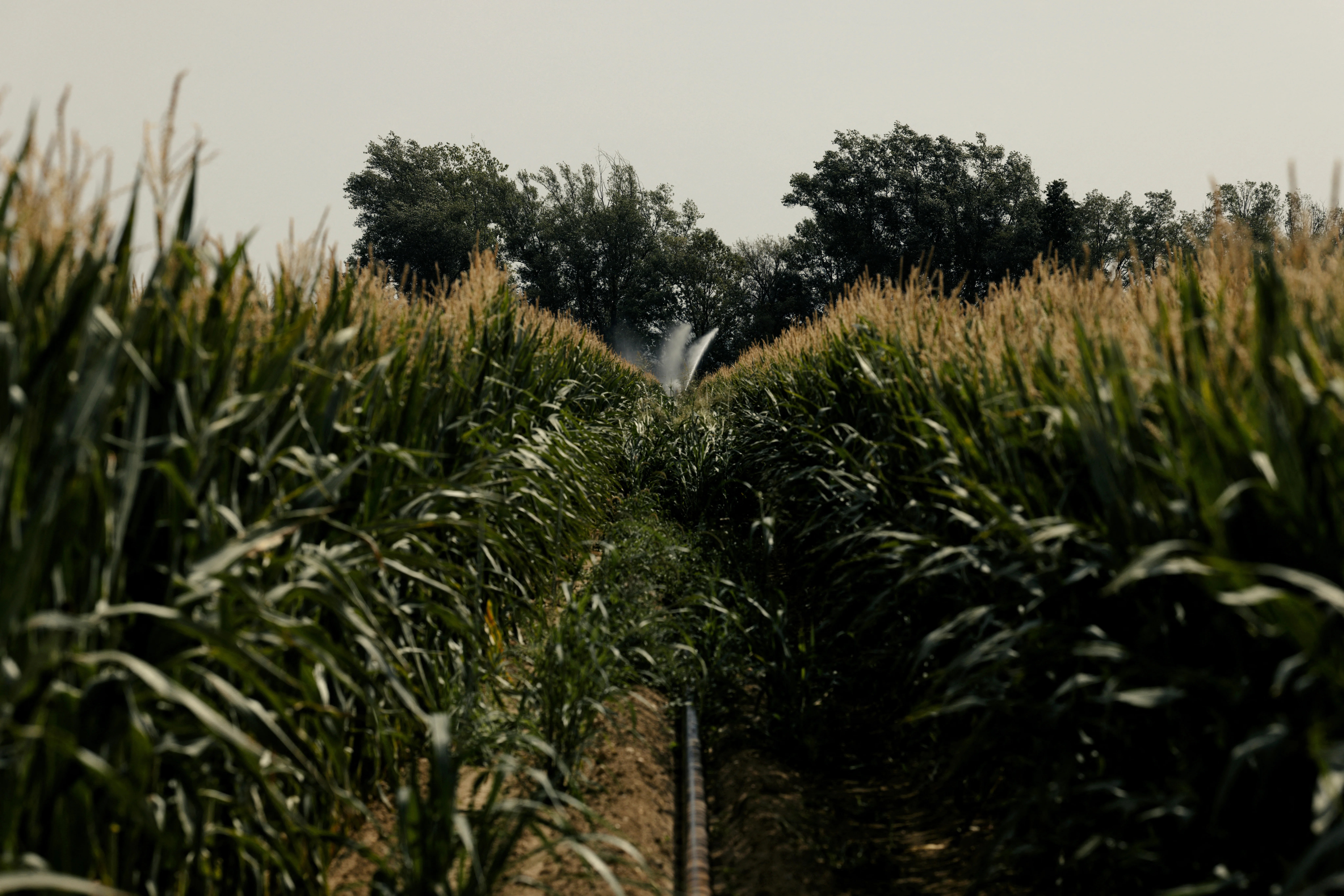 UK Farmers: Adapting to Climate Change with New Crops (2026)