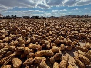 Eat capsules containing human faeces to reduce peanut allergies, study suggests