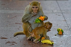 India deploys men pretending to be monkeys to protect Badminton World Championships venue