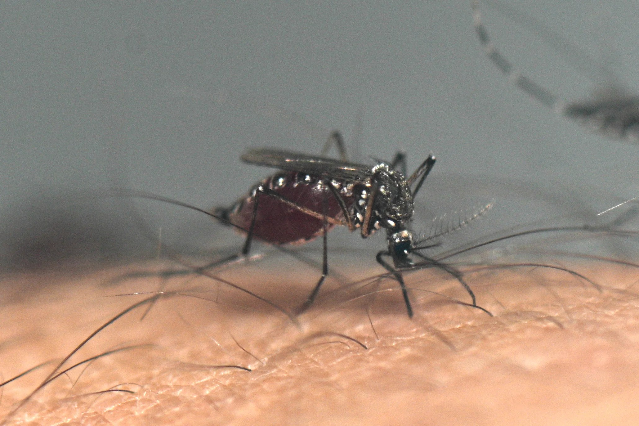 West Nile Virus: Deadly Mosquito-Borne Disease Spreading in the US (2026)