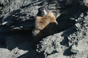 Scientists turn to OnlyFans and ‘Fat Marmot Week’ to fund research after federal cuts