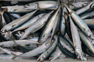 UK tinned ‘mackerel’ no longer contains mackerel