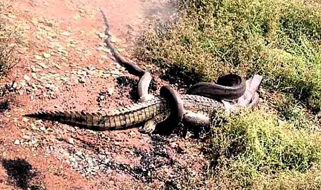 Crocodile Takes Down Python In Epic Battle In Backyard - Best Mountain Wallpapers in Full HD