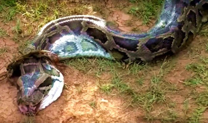 Python Swallows A Giant Snake Video Viral - Premium Colorful Photo Gallery - 4K