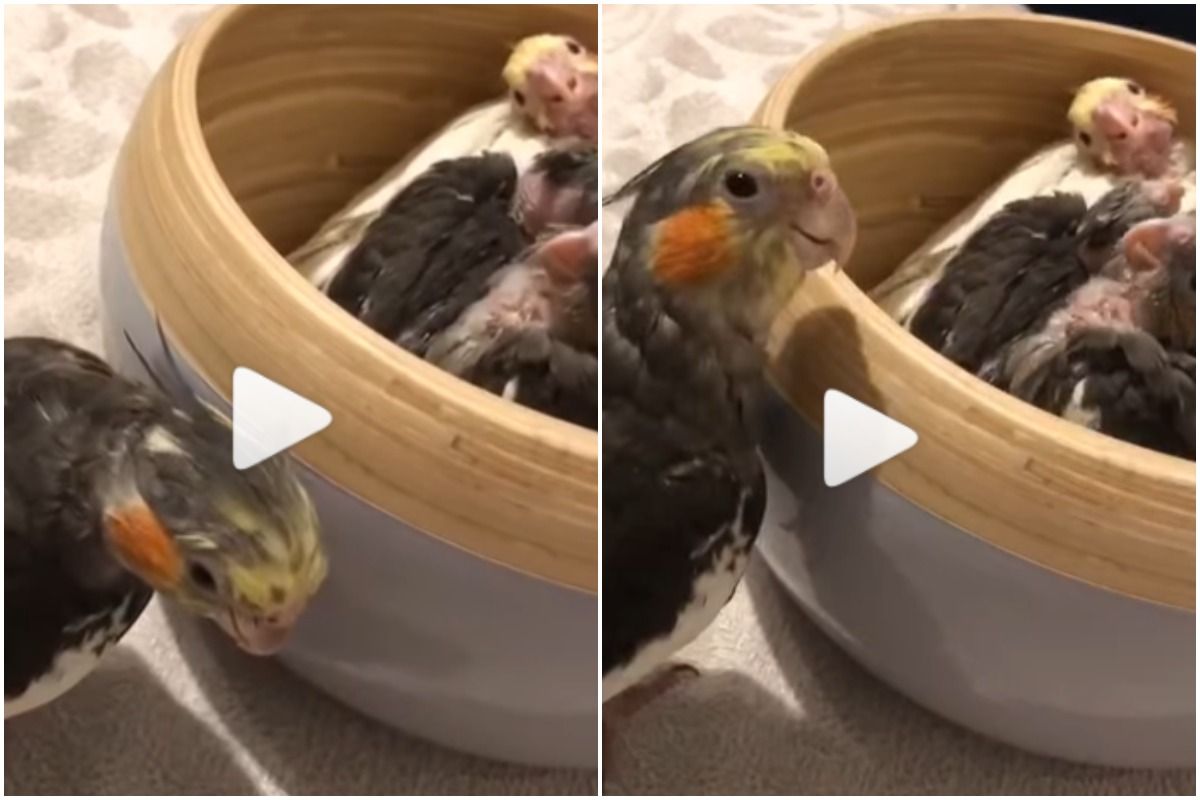 This adorable video of cockatiel playing peekaboo with bird babies will fill your heart with joy