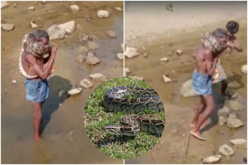 Python Ajgar Zoologyverse - Best Light Patterns in High Resolution