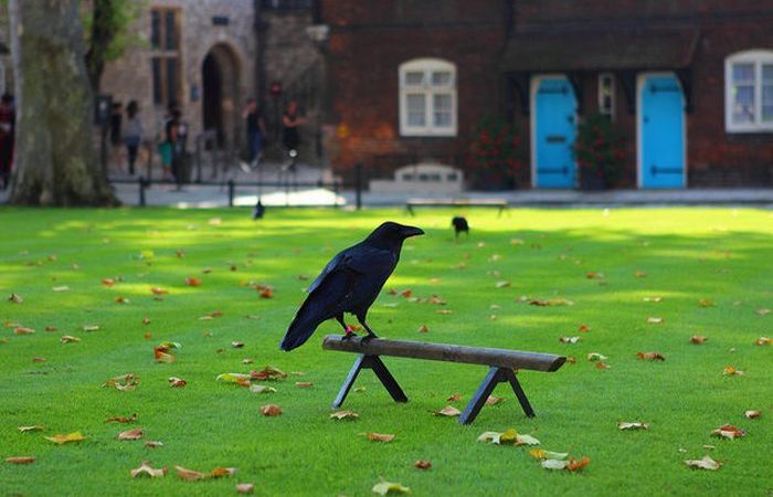 Ворон на лужайке возле Тауэра.