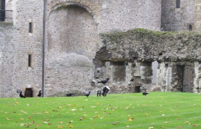 Шесть воронов Тауэра.