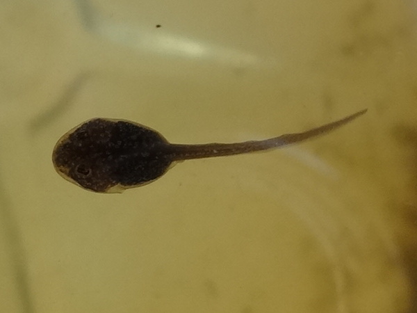 Perkembangan Katak Dari Pemijahan Menjadi Individu Di Habitat Yang Tidak Alami Dalam Kondisi Eksternal Yang Berbeda Sekolah Naturalis Muda Sudut Hidup Kecebong Menjadi