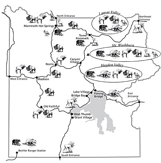 Observer Des Animaux Au Yellowstone Le Guide Complet Lost In The USA Mammal Checklist Map 1 