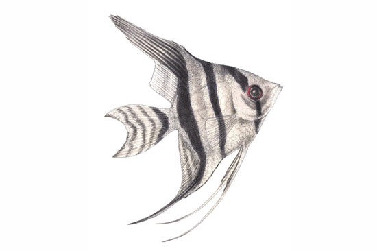 Pterophyllum scalare aquarium yellow back. Level 2 - Tropical Fish - Guardian Wallcharts ~ Animals ...