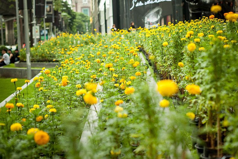 ต้นดาวเรืองบริเวณหน้าศูนย์การค้าเซ็นทรัล เอ็มบาสซี