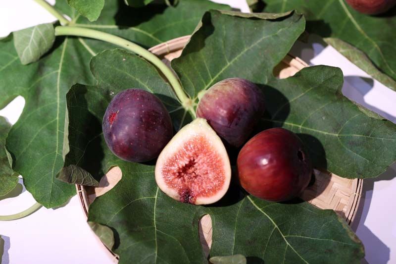 มะเดื่อฝรั่ง 1 ในอาหารจากแผ่นดิน