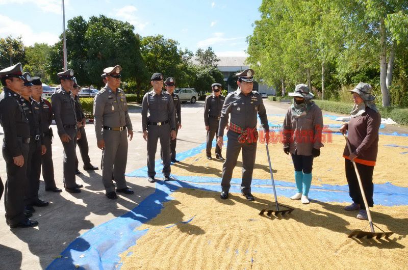 พล.ต.ต.มนตรี จรัลพงศ์ ผบก.ภ.จว.กาฬสินธุ์ ลงพื้นที่ตรวจเยี่ยมและอำนวยความสะดวกการจัดลานตากข้าวเปลือกบริเวณหน้า สภ.นาคู จ.กาฬสินธุ์ ตามโครงการลานตากข้าวเพื่อประชาชน ของตำรวจภูธรกาฬสินธุ์ ซึ่งจัดขึ้นเป็นแห่งแรกและแห่งเดียวในประเทศ โดย พ.ต.ท.โสณกุญช์ ทรัพย์สมบัติ รักษาราชการแทน ผกก.สภ.นาคู พร้อมเจ้าหน้าที่ได้ให้เกษตรกรในพื้นที่นำข้าวเปลือกที่เก็บเกี่ยวมาตากให้แห้ง ที่ลานหน้าโรงพัก เพื่อป้องกันการลักขโมย