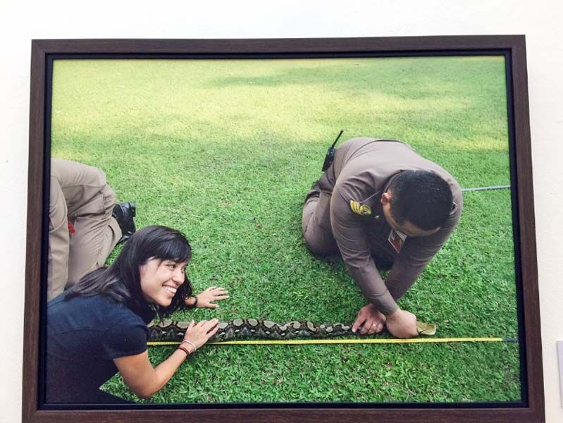 ภาพ  “งูเหลือมวังสระปทุม ตัวที่ 68 รู้สึกน้องใหม่จะชอบ”