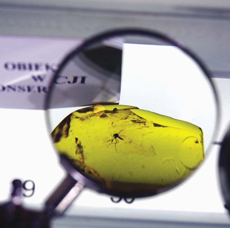 display พร้อมแว่นขยาย