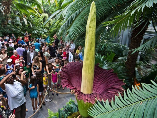 ดอกบุกยักษ์ มีชื่อภาษาอังกฤษว่า Corpse Flower