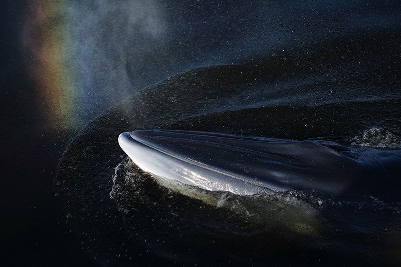 ภาพ “ลมหายใจ” รางวัลยอดเยี่ยมประเภทสัตว์ป่า