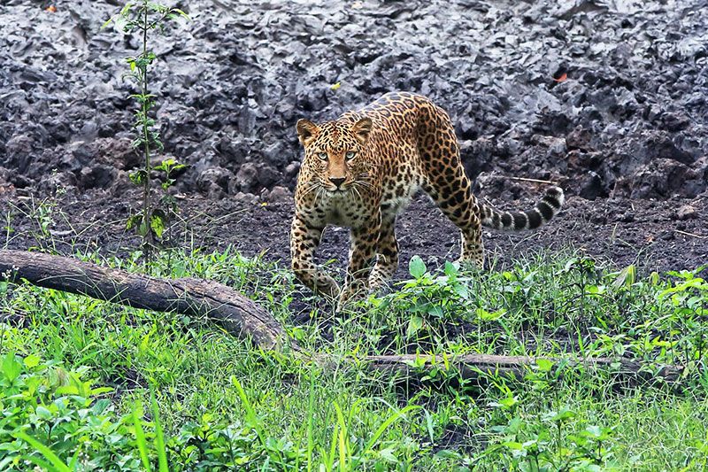 ภาพ “Eye contact” รางวัลยอดเยี่ยมประเภทสัตว์ป่า