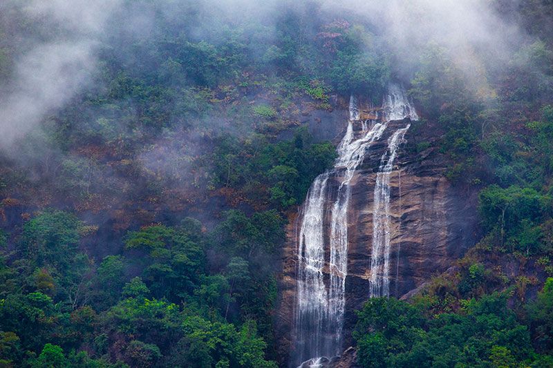 ภาพ “ป่าชุ่มฉ่ำ ในวันที่ฝนตก” รางวัลยอดเยี่ยมประเภทป่าไม้