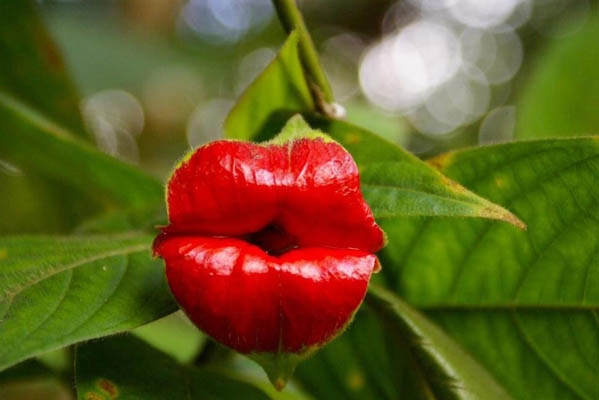 Psychotria Elata ไม่แน่ใจว่าเป็นดอกไม้หรือริมฝีปากมนุษย์กันแน่