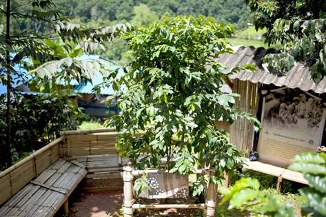 ต้นกาแฟประวัติศาสตร์