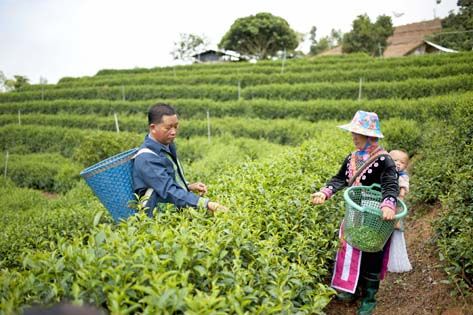 ไร่ชา ที่หมู่บ้านขุ่นแม่วาก