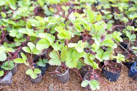 ต้นสตรอเบอร์รี่