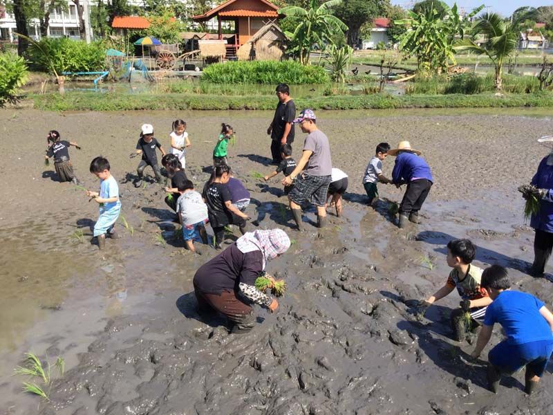บรรยากาศการทำนาของเด็กๆ ณ โรงเรียนข้าวและชาวนา