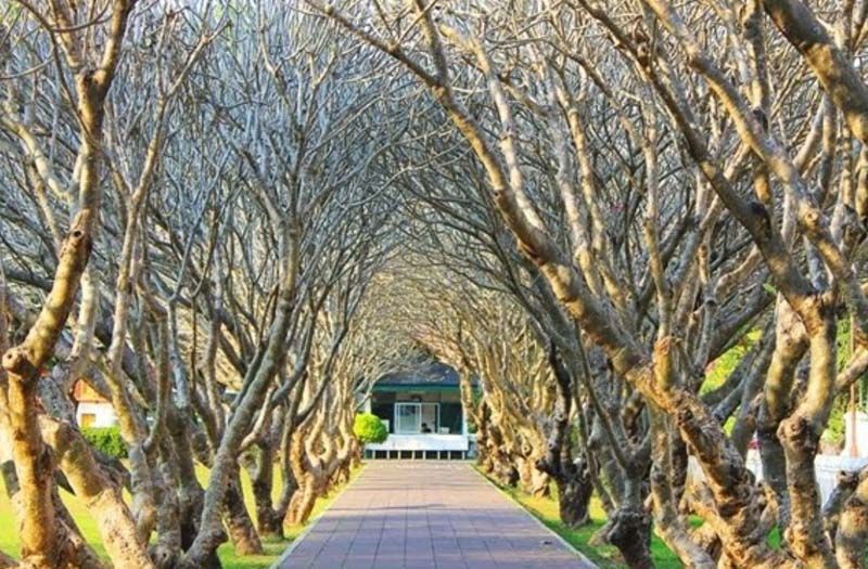 อุโมงค์ต้นลั่นทมหน้าพิพิธภัณฑสถานแห่งชาติ จังหวัดน่าน