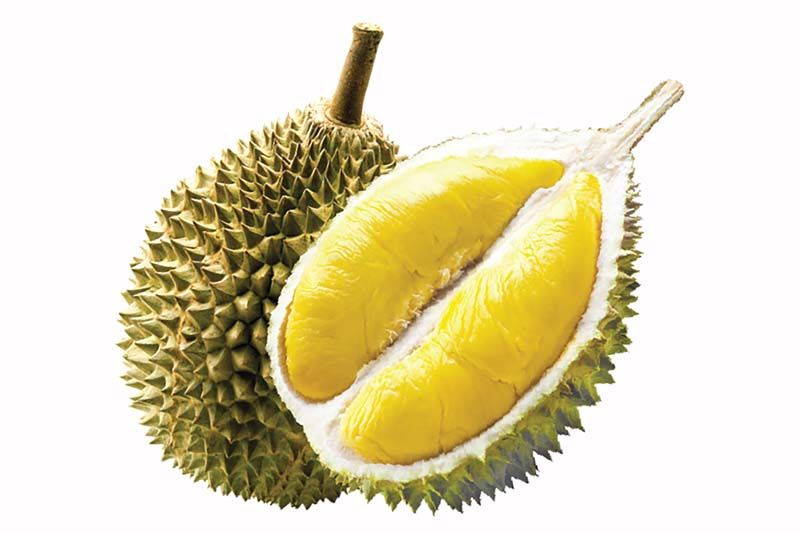 ทุเรียนหมอนทอง เกรดส่งออกต่างประเทศ จาก จ.จันทบุรี