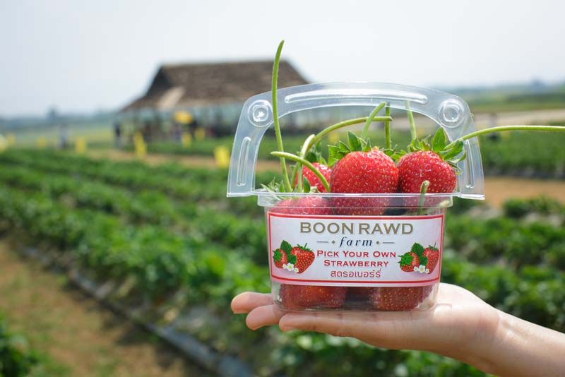 แปลงสตรอเบอรี่