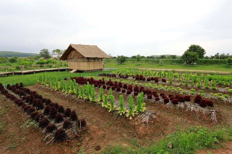 ผักสลัดและผักสวนครัวปลอดสารพิษ