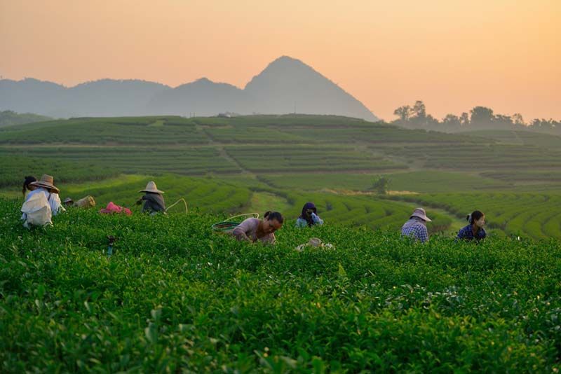 ไร่ชาอู่หลง