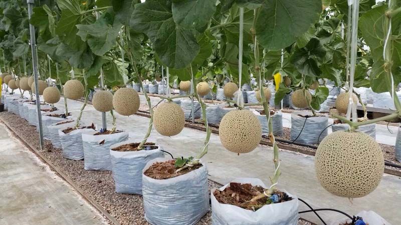 โรงเมล่อน