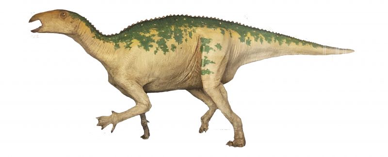 สิรินธรน่า โคราชเอนซิส (Sirindhorna khoratensis)เป็นไดโนเสาร์อิกัวโนดอน มีกระดูกสะโพกแบบนก กินพืช และอยู่ในกลุ่มย่อยที่มีหัวแม่มือเป็นเดือยแหลม มีฟันคล้ายอิกัวน่า แต่มีขนาดใหญ่กว่า มีชีวิตอยู่ในช่วงยุคครีเทเชียสตอนกลาง เมื่อประมาณ 115 ล้านปีก่อน พบที่บ้านสะพานหิน ตำบลสุรนารี อำเภอเมือง จังหวัดนครราชสีมา