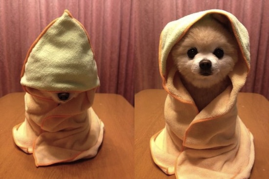 If you ever need a dose of cuteness, then one surefire way to get it is by looking at pictures of baby animals. Just Some Animals Looking Very Very Cozy Hellogiggles