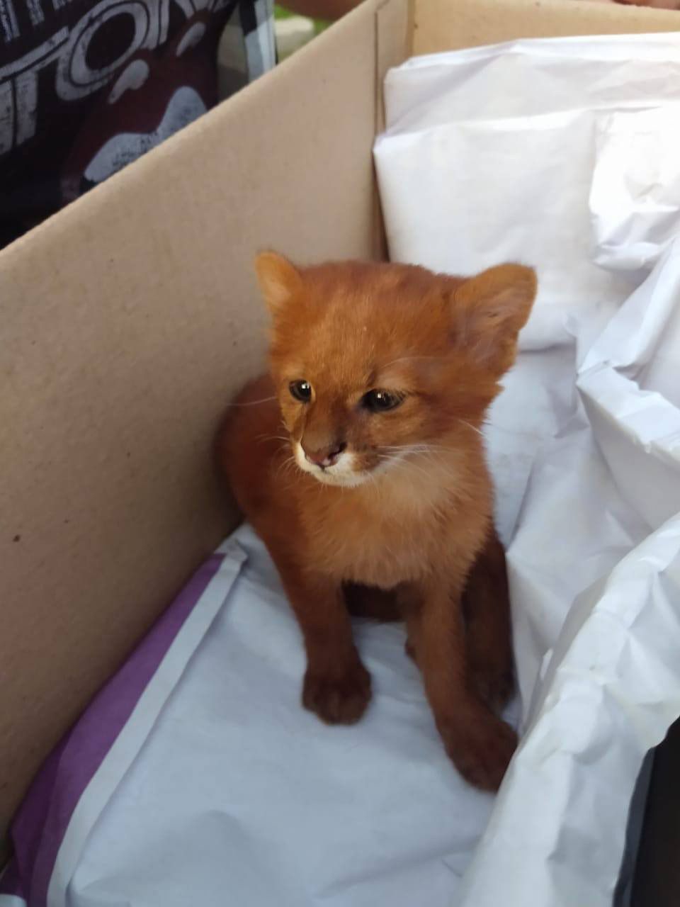 Argentinian Woman Discovers Pet Kitten She Rescued Is A Puma People Com