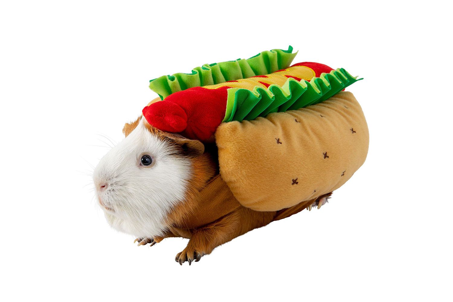 pic Cute Guinea Pig Costumes people com